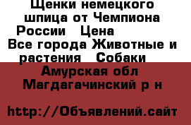 Щенки немецкого шпица от Чемпиона России › Цена ­ 50 000 - Все города Животные и растения » Собаки   . Амурская обл.,Магдагачинский р-н